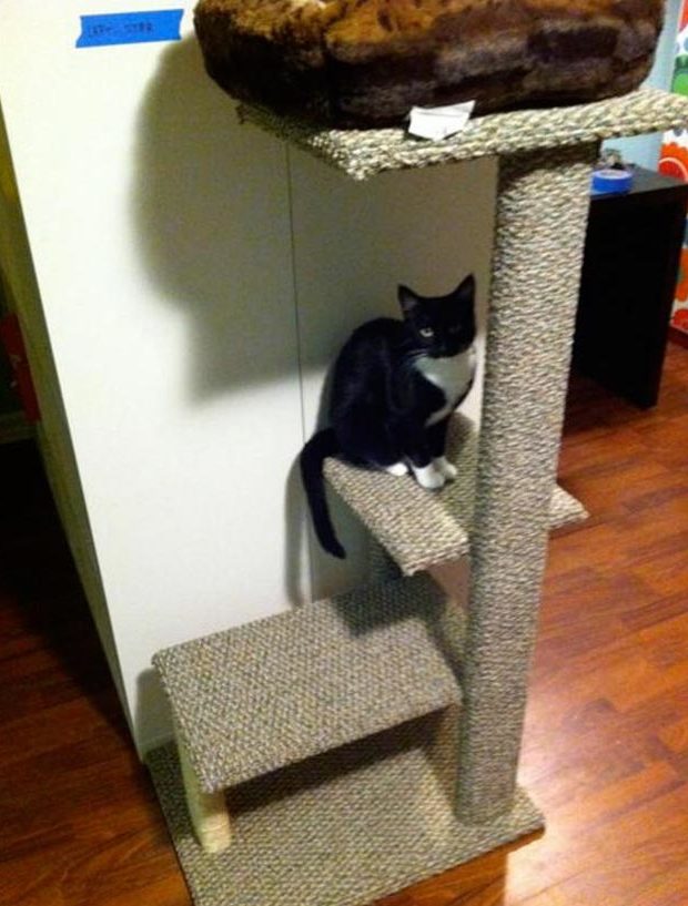 DIY Ideas for Your Cat - How to make a Cat Tree - Cool and Easy Homemade Stuff To Make For Cats and Kittens - Cardboard Furniture, DIY Cat Scratching Post and Lounging Tree - #teencrafts #pets #diyideas