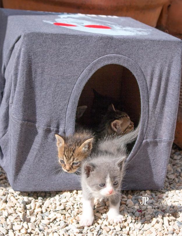 DIY Ideas for Your Cat - How to make a Cheap DIY Cat House - Cool and Easy Homemade Stuff To Make For Cats and Kittens - Cardboard Furniture, DIY Cat Scratching Post and Lounging Tree - #teencrafts #pets #diyideas